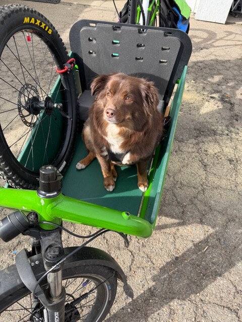 Brodie, the small shop dog, sitting in a cargo bike