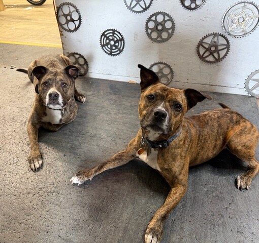Koa and Tallie, two of the shop dogs